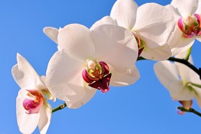 kaiyun 开云体育-意甲比赛，教练讲战术亮点，意甲教练红牌